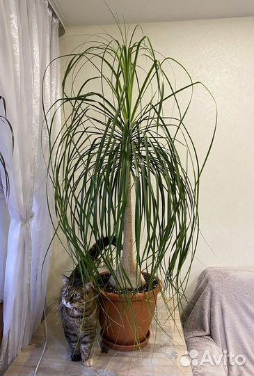 Бокарнея Нолина Пальма