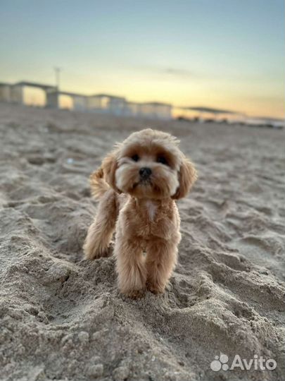 Щенок мальтипу f1