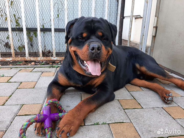 Приглашение на случку