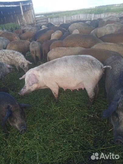 Продается стадо Венгерской Мангалицы