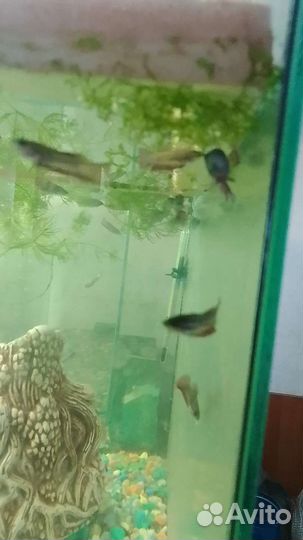 Аквариум с рыбками