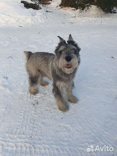 Вязка Шнауцер