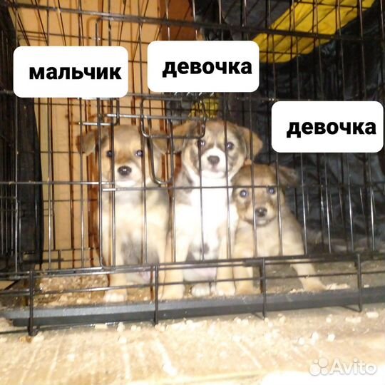 Щенки, от небольшой собачки