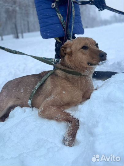 Рыжое счастье собака из приюта