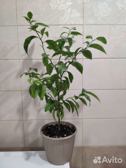 Мандариновое и грейпфрутовое дерево