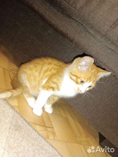 Рыжий котенок в добрые руки бесплатно