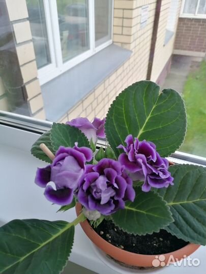 Укорененный лист глоксинии