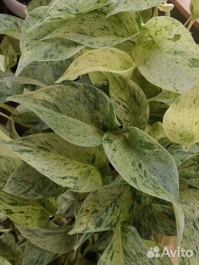 Сциндапсус, эпипремнум