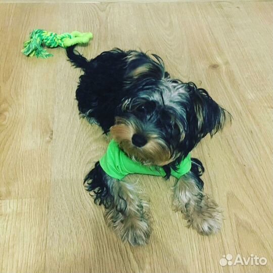 Вязка Йорки