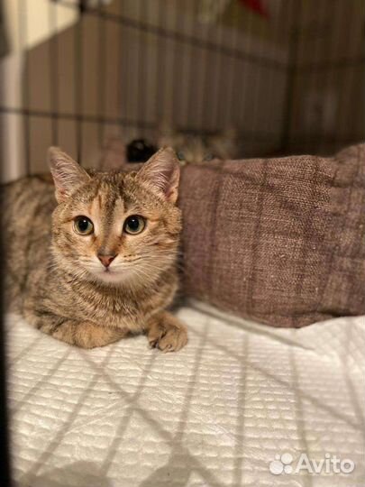 Котята, спасённые со стройки (5 мес), ищут дом