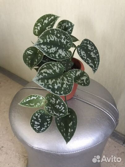 Эпипремнум сциндапсус расписной