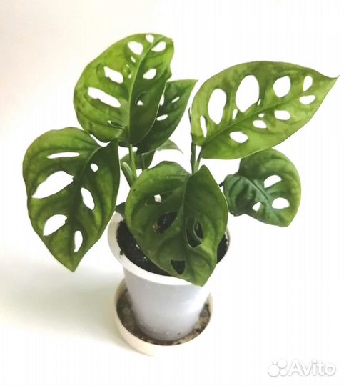 Монстера косая (неравнобокая)