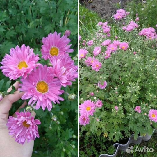 Разные многолетние растения