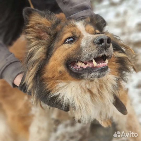 Рыжий ищет дом