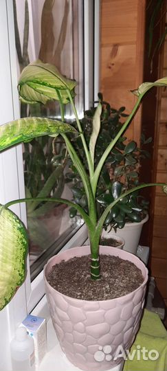 Диффенбахия