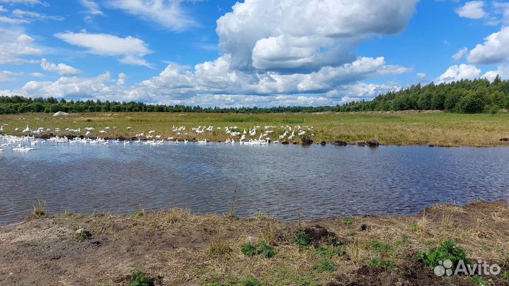Гуси молодые порода Линда
