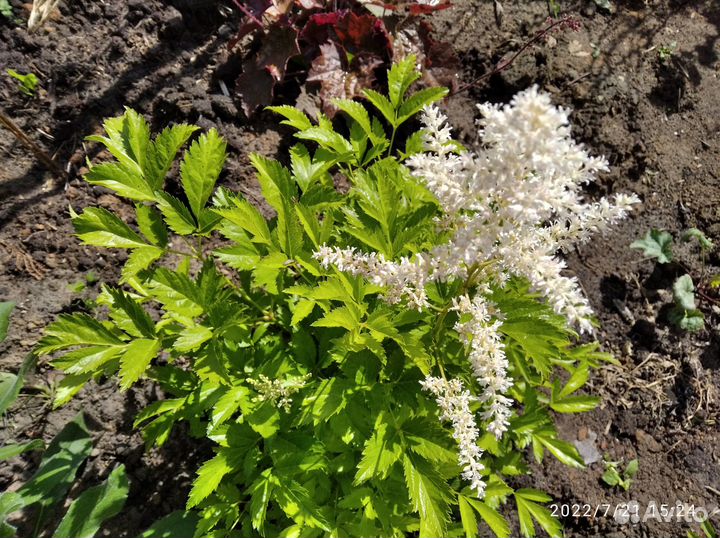 Садовые многолетники