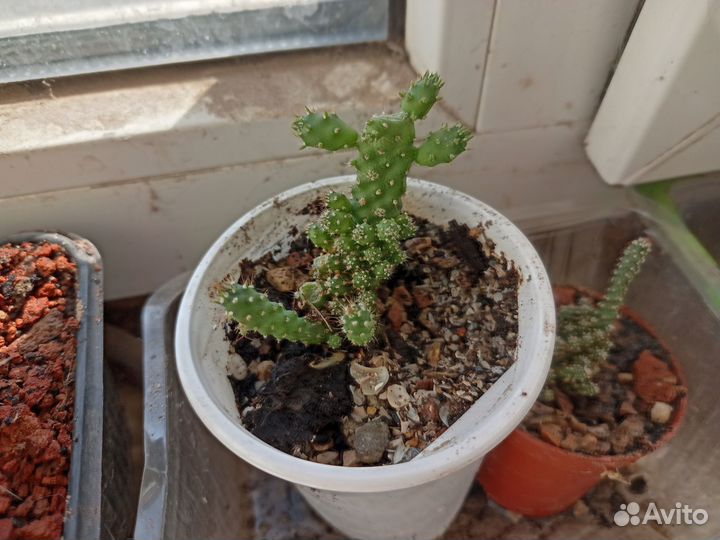 Детки и отростки кактусов отправлю в ваш город