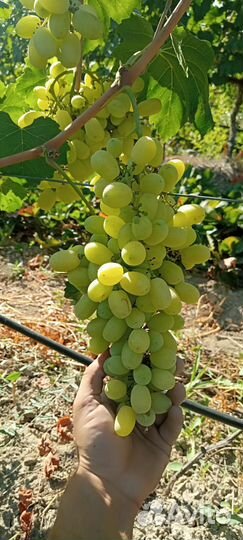 Виноград разные сорта