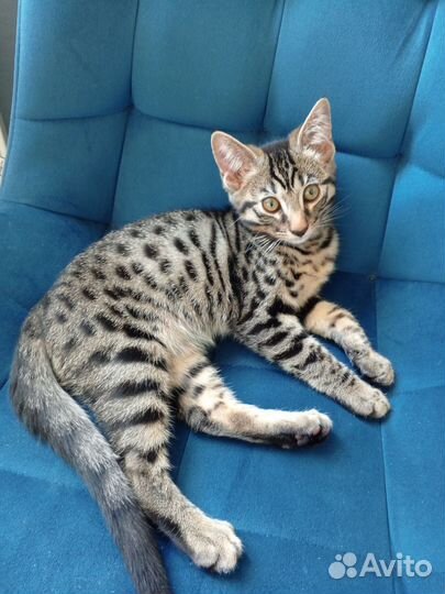 Котята