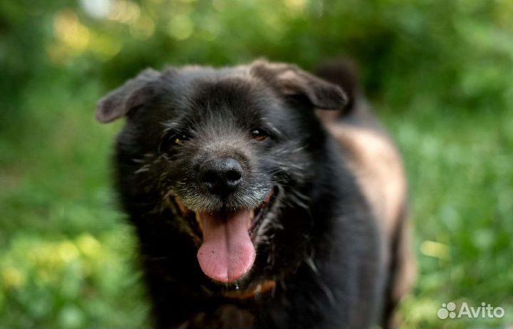 Маленькая собака в добрые руки