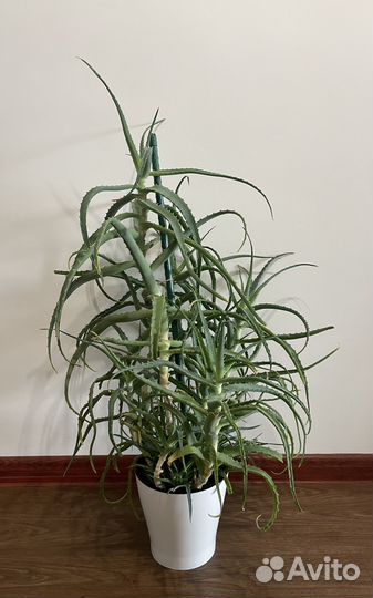 Алоэ столетник