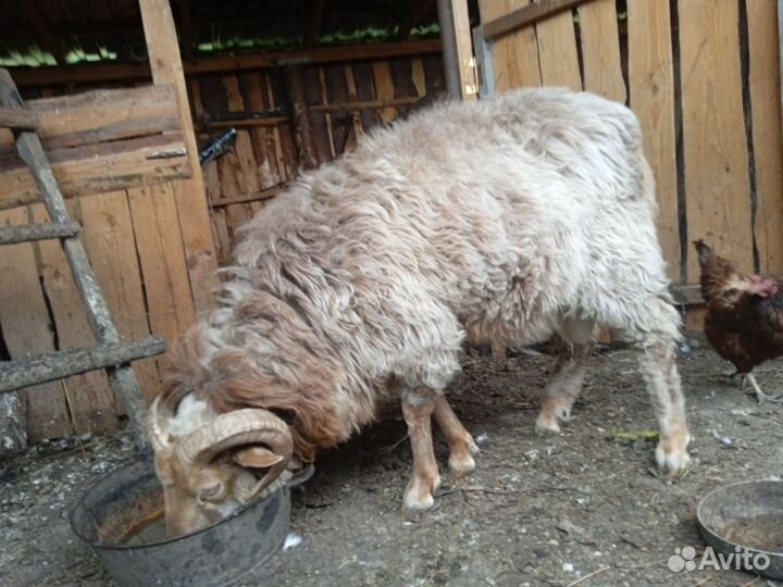 Баран и овцы