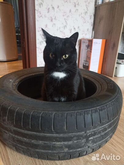 Hankook AH11 195/60 R15