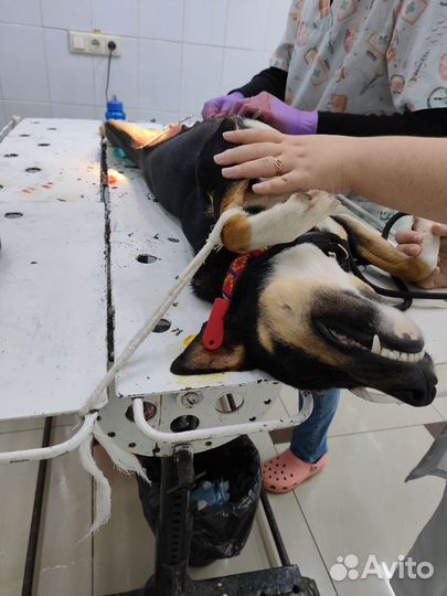 Отлов животных для стерилизации