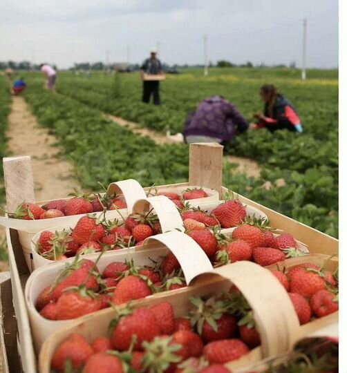 Участок 2 га (СНТ, ДНП)