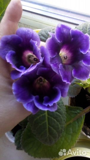 Глоксиния цветет