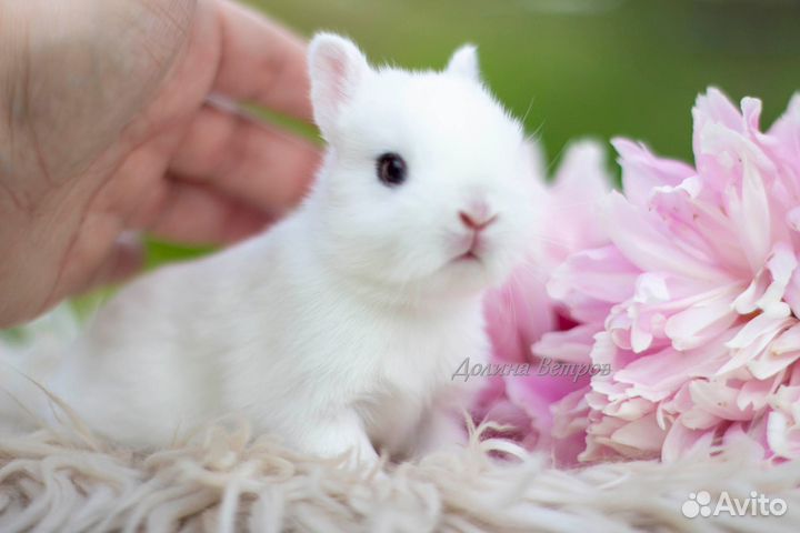 Карликовый кролик хотот девочка