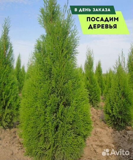 Туя Смарагд 1,8-2 м, брабант, колумна в ассортимен