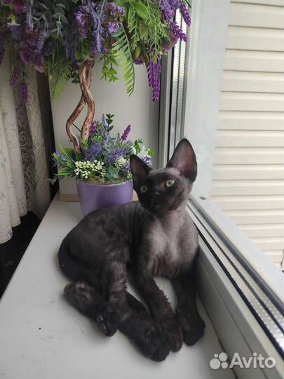 Девон Рекс девочки