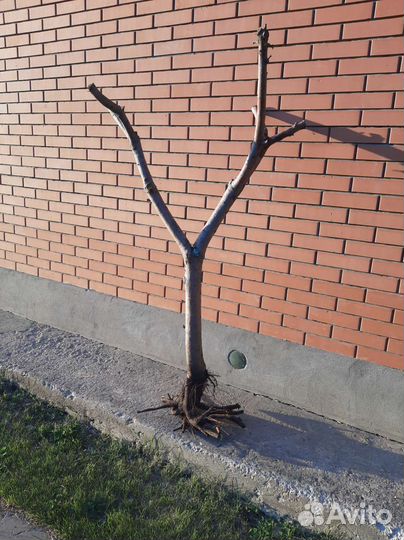 Дерево для интерьера