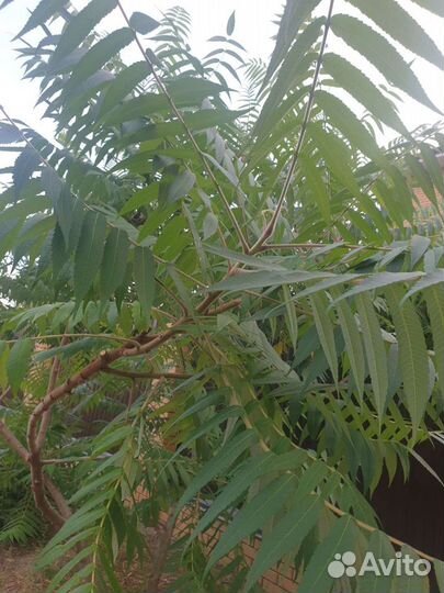 Сумах оленерогий, Cotyledon, Сукуленты