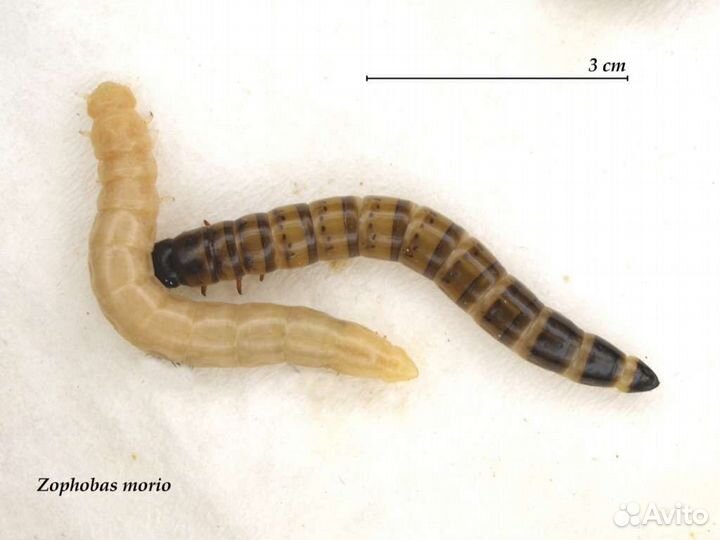 Кормовые насекомые