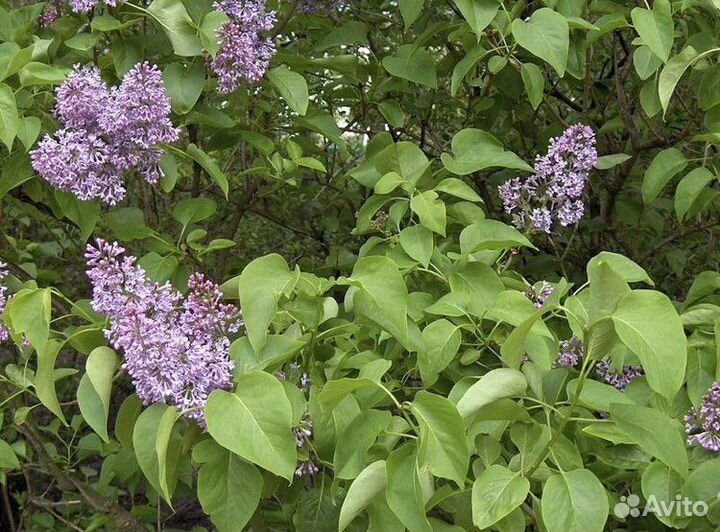 Сирень куст