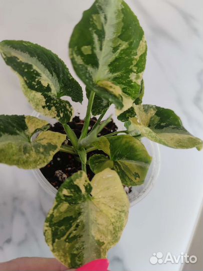 Комнатные растения цветы