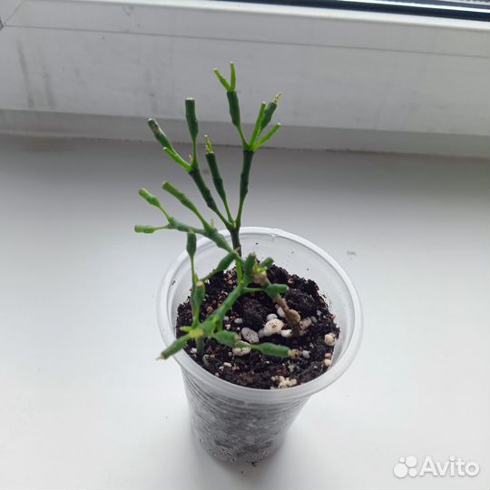 Хатиора солеросовая