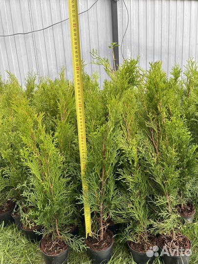 Туя смарагд туи красивые