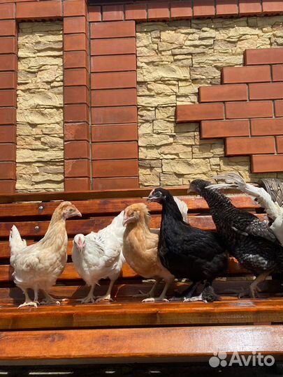 Куры молодые домашние разные