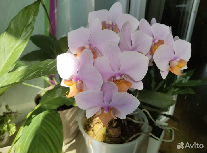 Орхидея фаленопсис