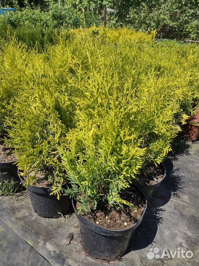 Туя Брабант и голден Брабант