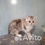 Каликоша и Беляш