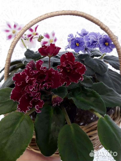 Сортовые фиалки