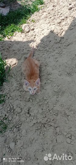 Кошки в добрые руки