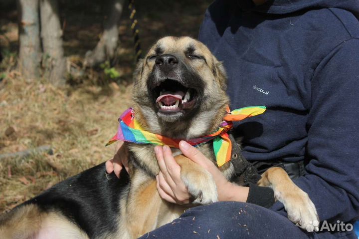 Собаки бесплатно в добрые руки