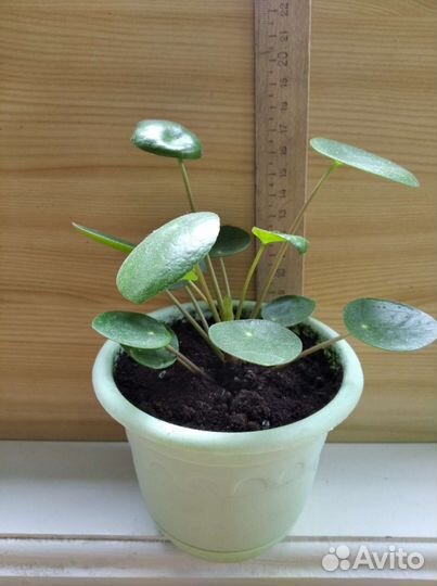 Пилея пеперомиевидная