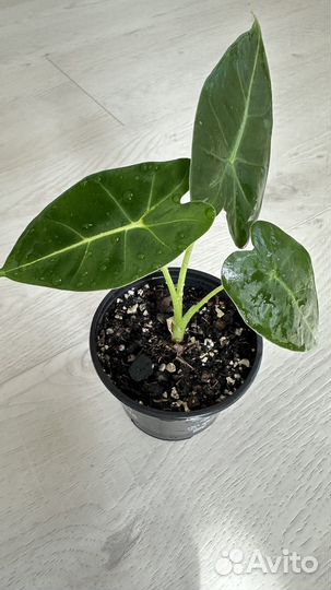 Алоказия мишольца